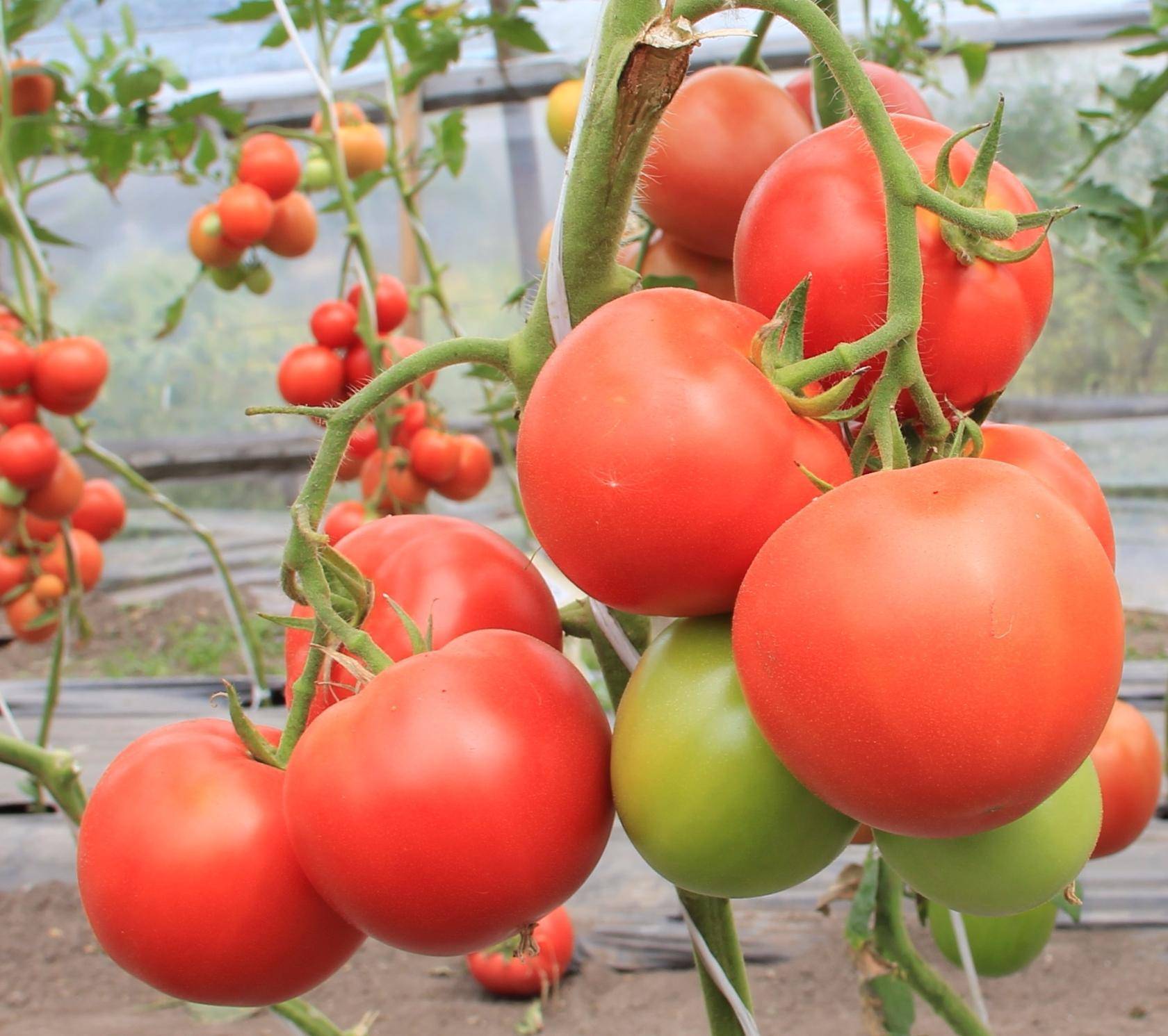 Сорт томата «кострома»: описание, характеристика, посев на рассаду, подкормка, урожайность, фото, видео и самые распространенные болезни томатов