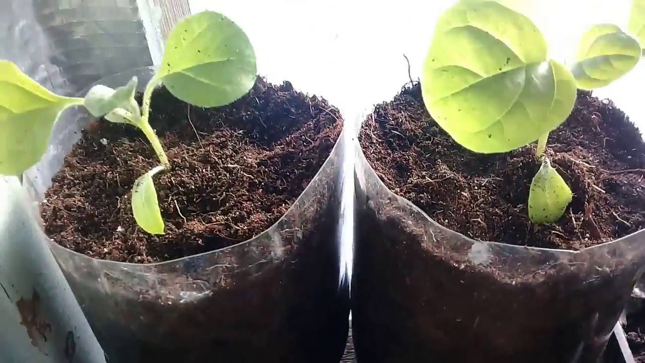 Выращивание баклажан: посадка и уход в открытом грунте