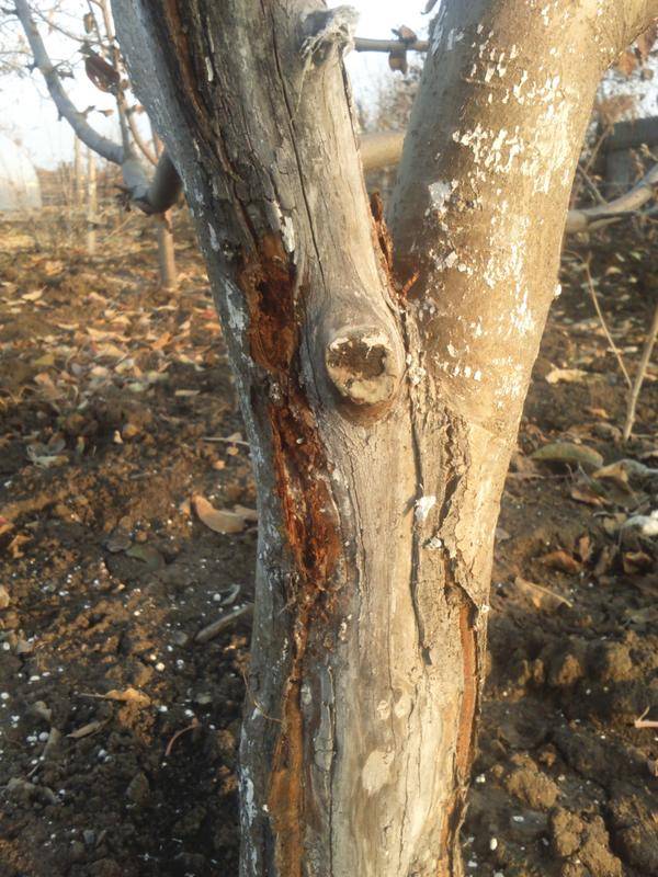 У яблони засыхают ветки: причины и способы вылечить дерево от гибели