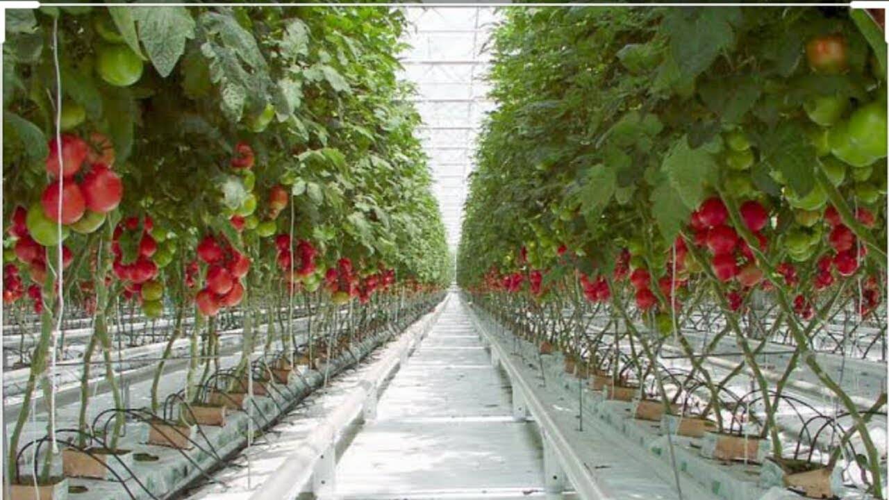 Голландские сорта томатов - особенности, преимущества и правила выращивания, уход и сбор урожая