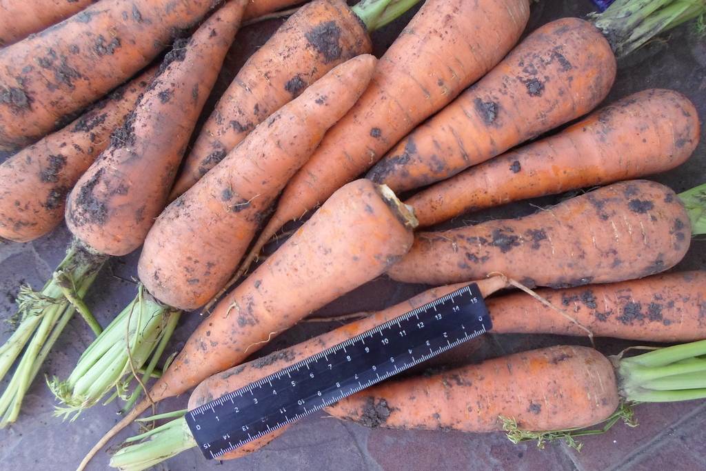Морковь абако f1: описание гибридного сорта, фото, отзывы, правила выращивания, посадки и ухода