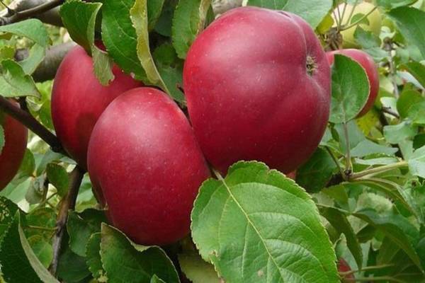 Описание яблони сорта Веньяминовское, посадка и уход