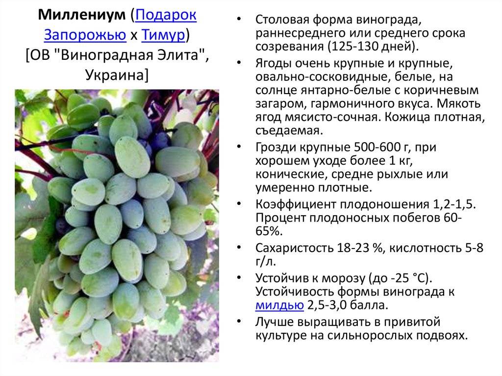 Виноград тимур: описание сорта, основные характеристики куста и лозы