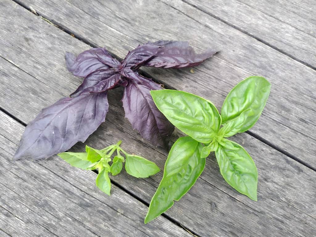 Базилик фиолетовый овощной: выращивание из семян, посадка и уход пряной травы ереванский цвета, как выглядят и польза армянского