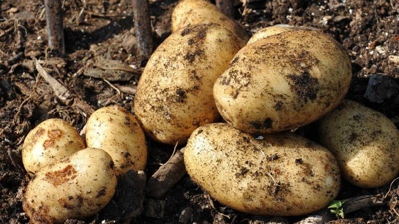 Характеристика, описание, урожайность, отзывы и фото сорта картофеля «крепыш».