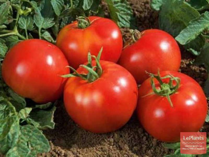 На 100% подходящий сорт томатов для выращивания в открытом грунте — ямал