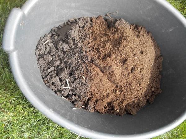 Как подкислить почву для голубики, какая должна быть почва