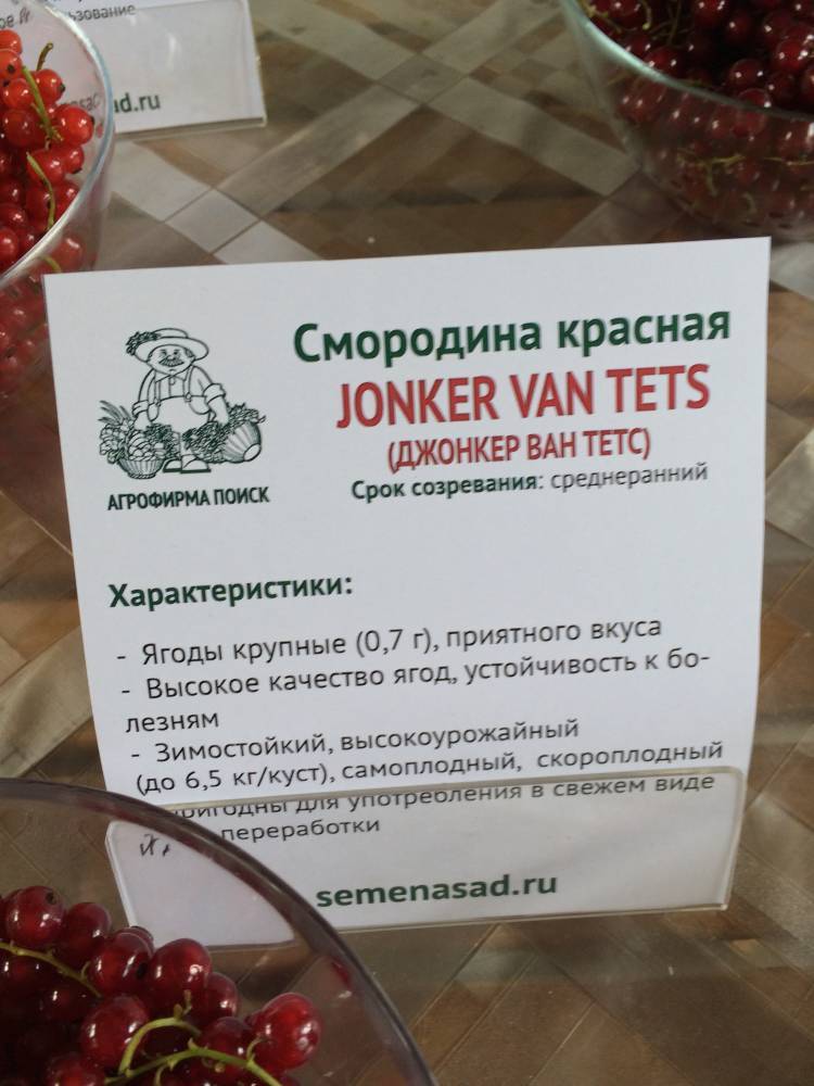 Красная смородина джонкер ван тетс – описание сорта и отзывы садоводов