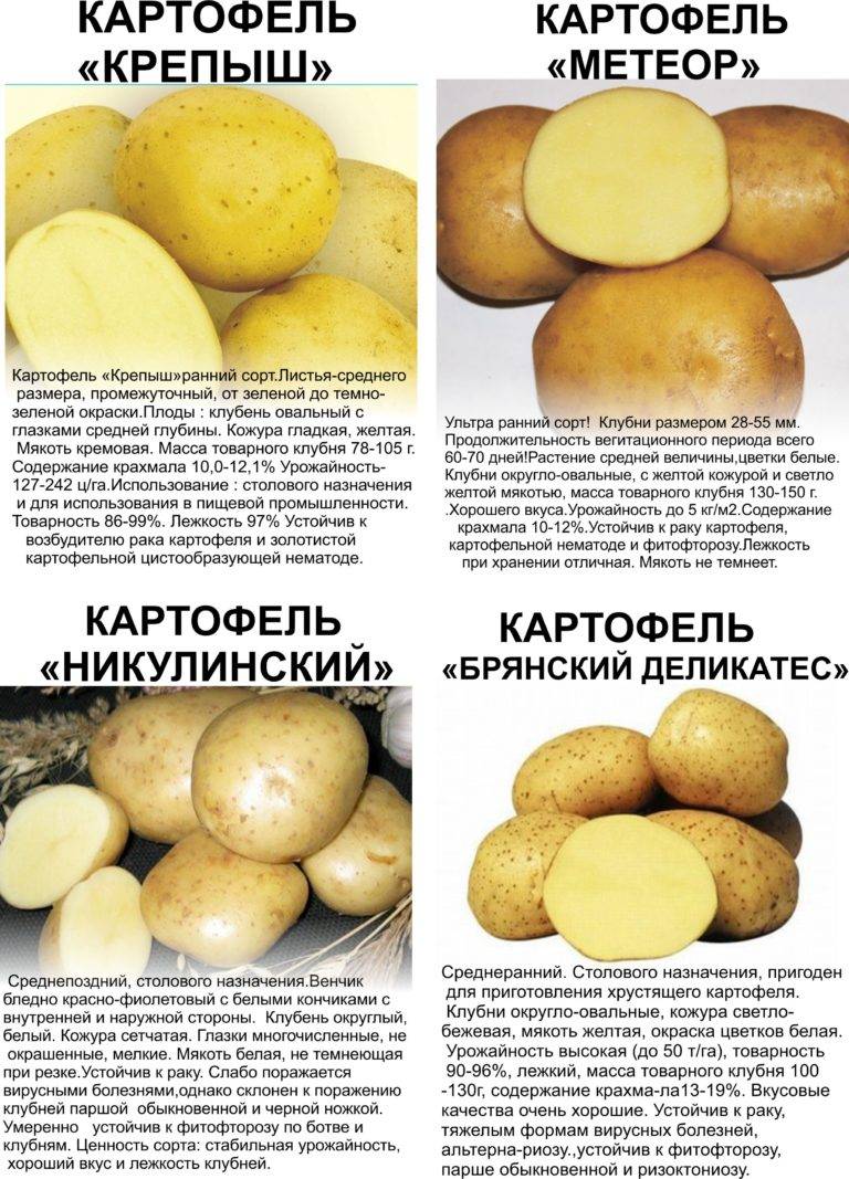 Описание картофеля крепыш - сад и огород