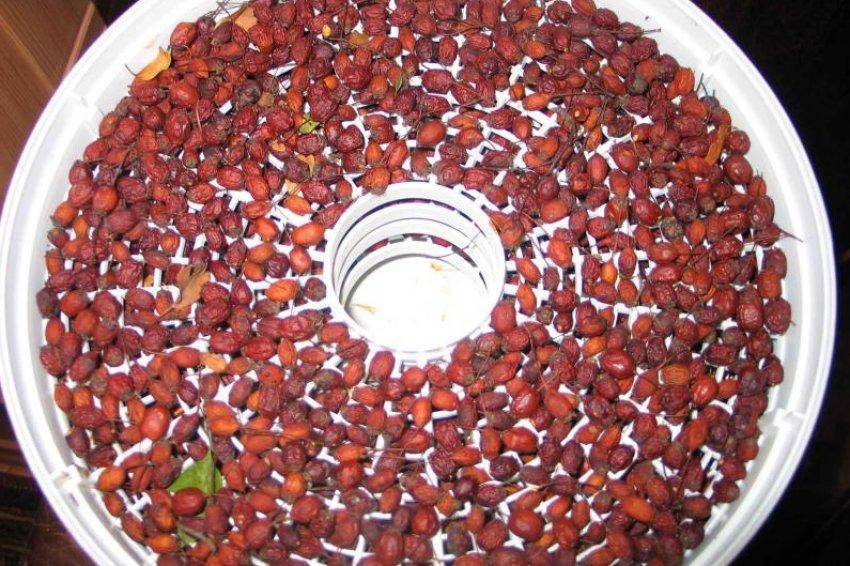 Когда собирать ягоды барбариса в каком месяце в средней полосе россии