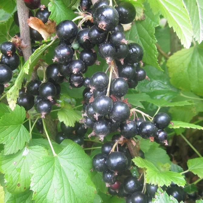 Смородина черная пигмей: описание сорта, фото, отзывы садоводов