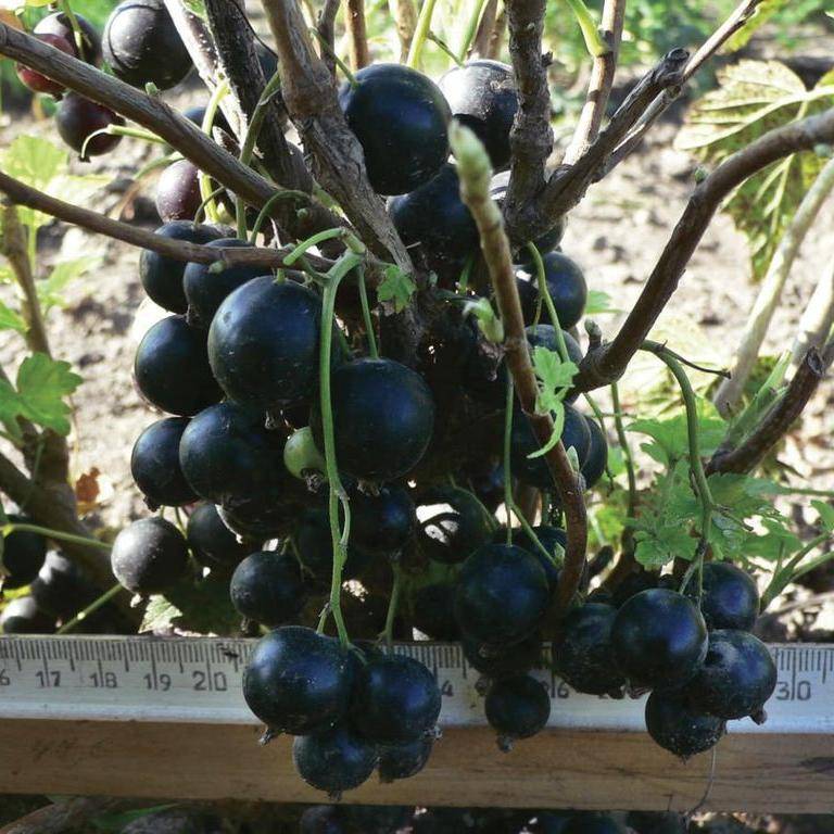 Смородина черная дачница - залог высокой урожайности