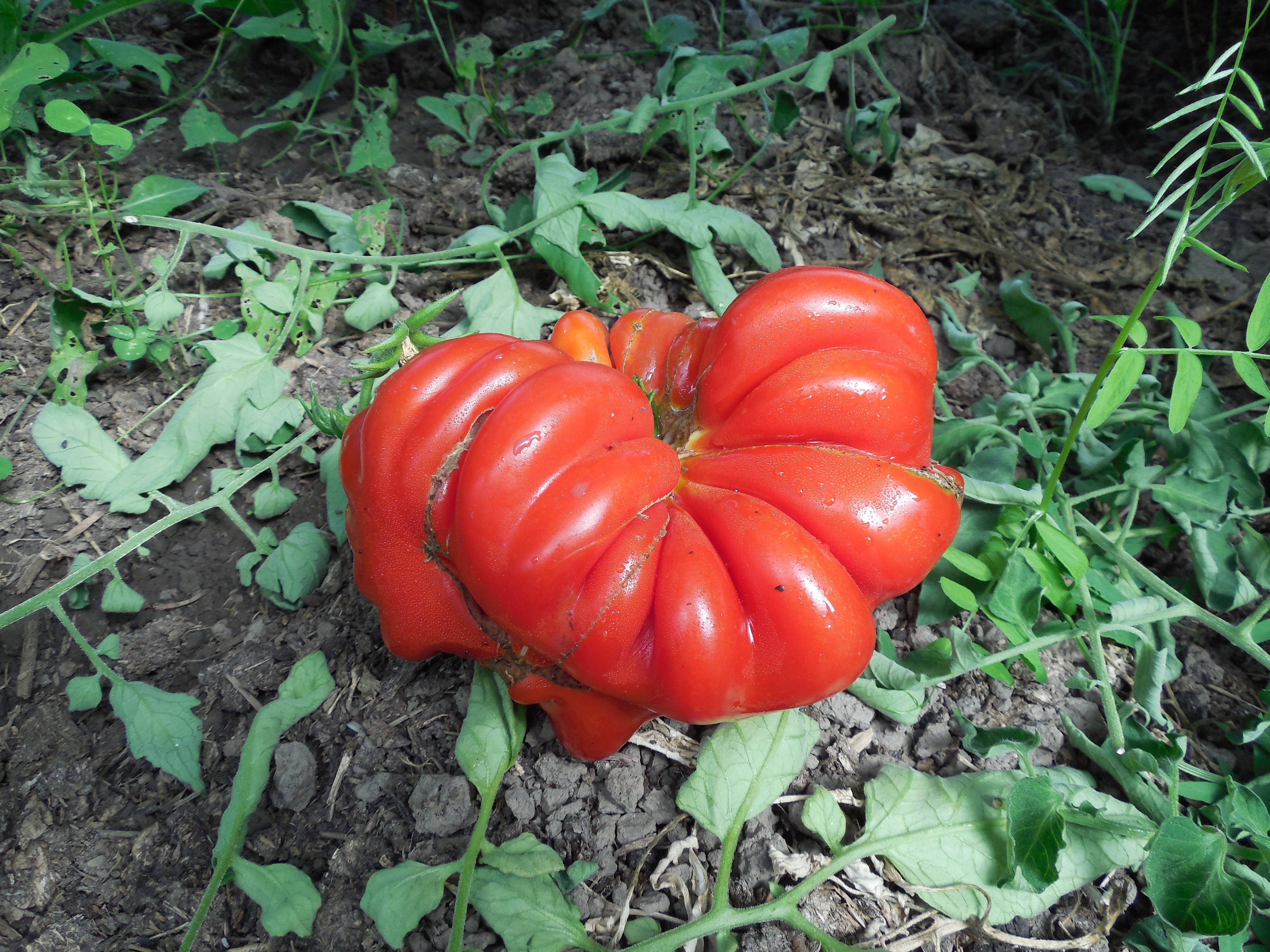 Грибное лукошко: описание сорта томата, характеристики помидоров, посев