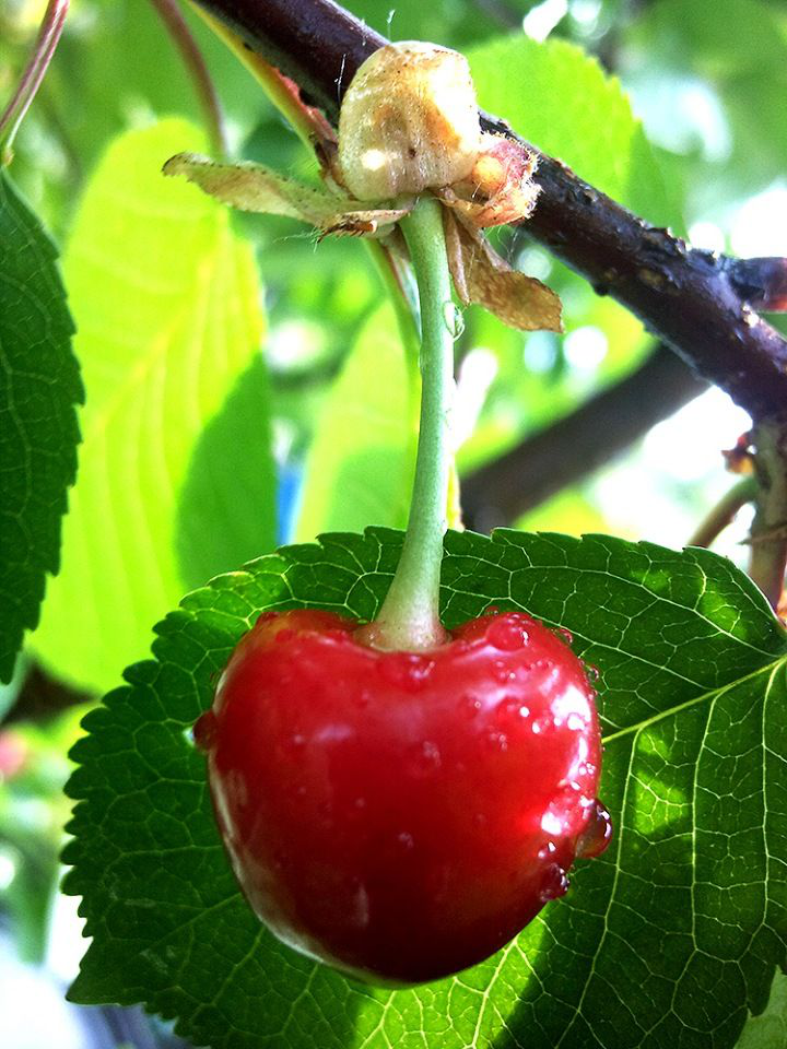 Описание 10 лучших сортов черной вишни, посадка и уход в открытом грунте