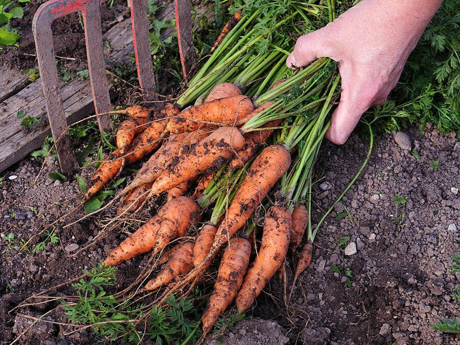 Когда выкопать морковь в 2021 году с грядки на хранение по лунному календарю, особенности уборки