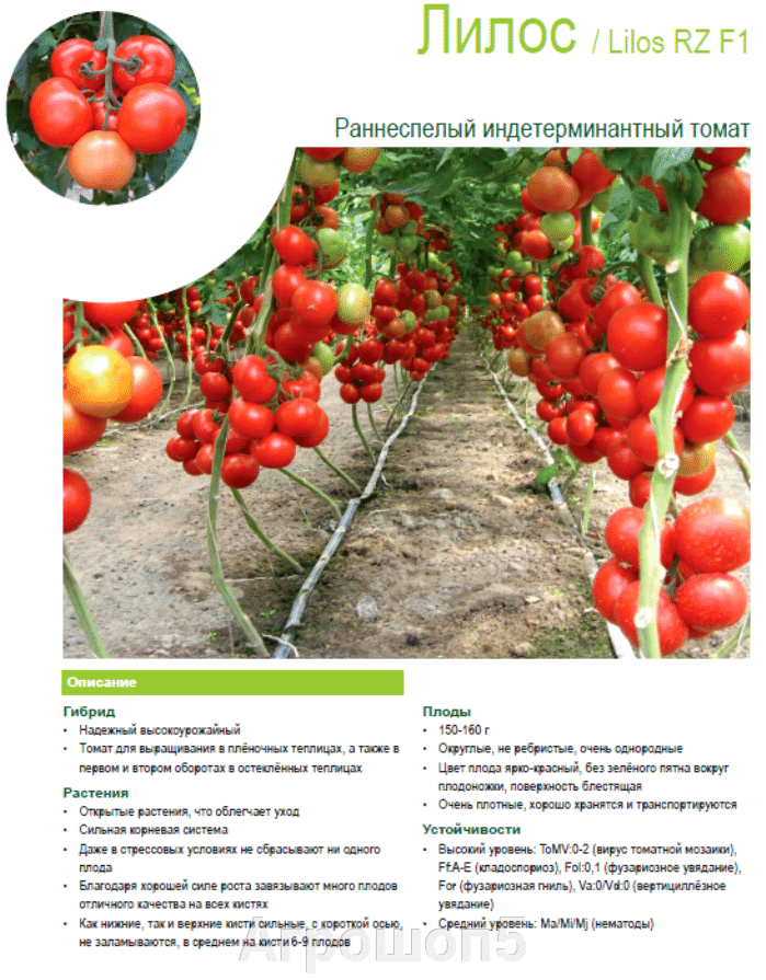 Индетерминантные и детерминантные сорта томатов: отличие помидоров, конкретные названия сортов и их характеристики