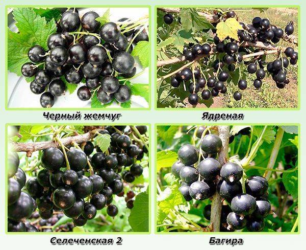 Смородина дачница: описание сорта черной смородины, выращивание - посадка и уход