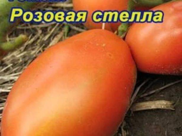 Розовая стелла – лучший из лучших томатов российской селекции