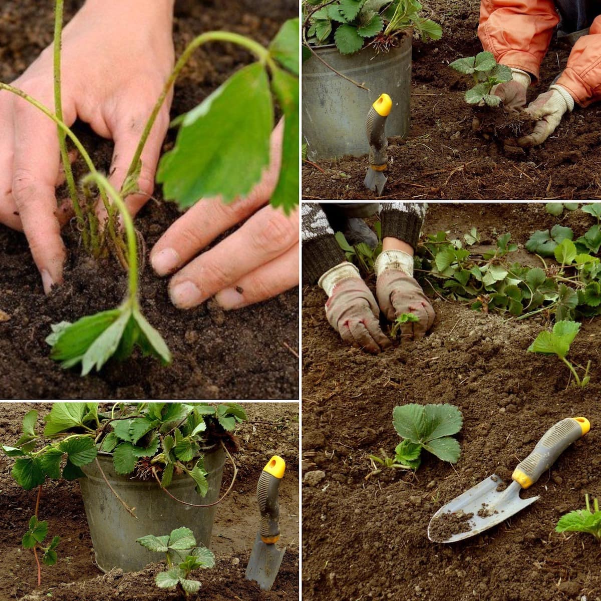 Репа: выращивание и уход в открытом грунте, как сажать, когда созревает, чем подкормить