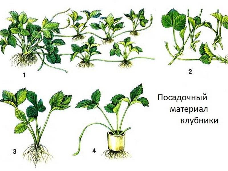 Земляника руяна: описание сорта, особенности выращивания, отзывы