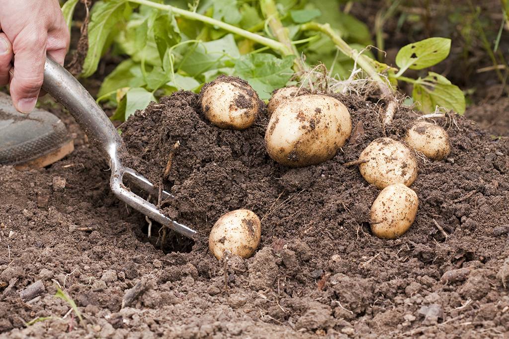 Когда копать картошку после цветения: сроки уборки, рекомендации