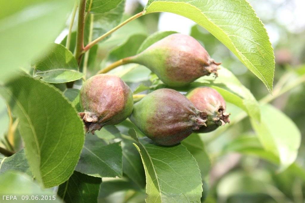 Почему яблоня сбрасывает плоды до их созревания и что делать