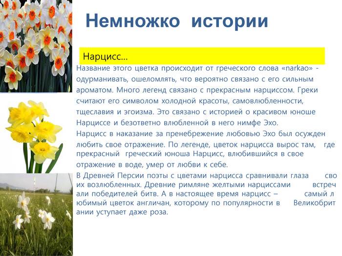 Нарциссы (60 фото): сорта, посадка и уход, удобрение и болезни, сочетание с другими растениями