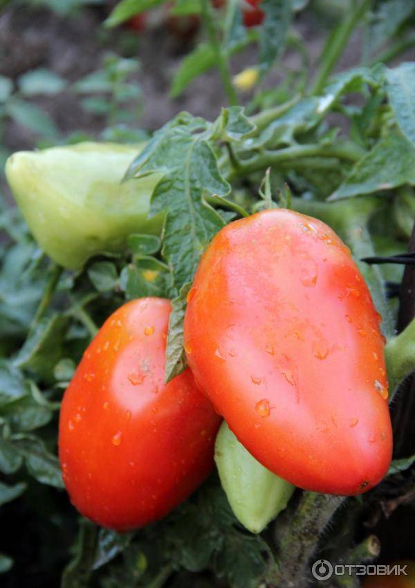 «сибирская тройка» – один из лучших помидоров для открытого грунта