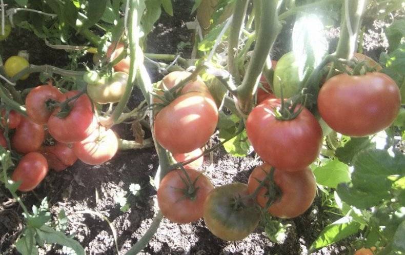 Томат «ранняя любовь». описание сорта: характеристика урожайности помидора (фото)