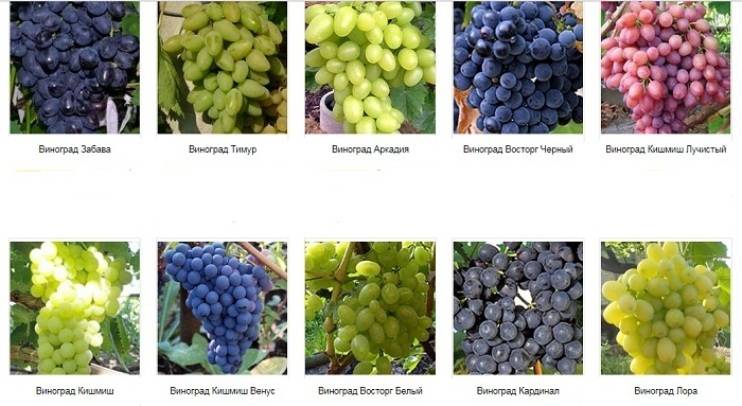 Вино мерло красное: сорт винограда, сухое, полусладкое, аромат, вкус, цвет, география.