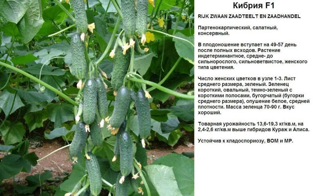 Партенокарпический сорт огурцов: что это такое, описание семян гибридов и выращивание в открытом и защищенном грунте
