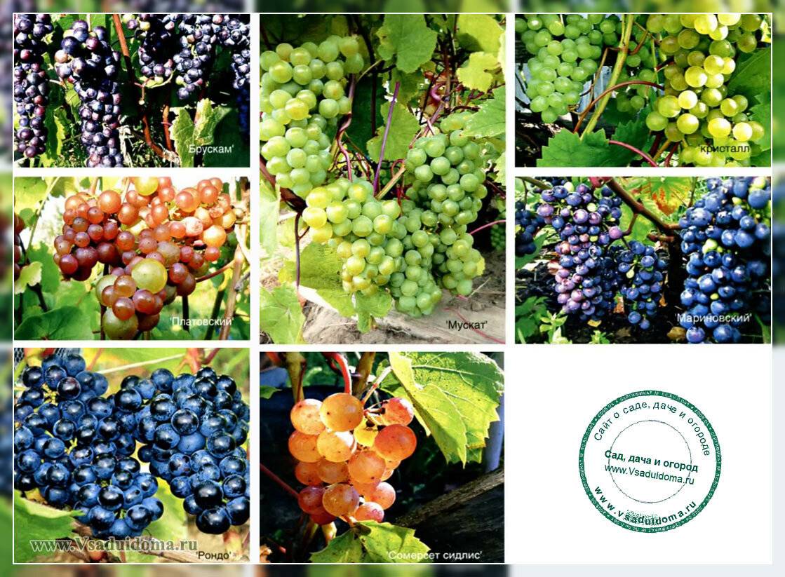 Виноград мускат красный: описание, характеристики, как выращивать