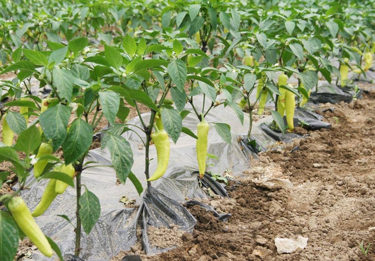 Выращивание перца в открытом грунте и теплицах – нюансы и трудности