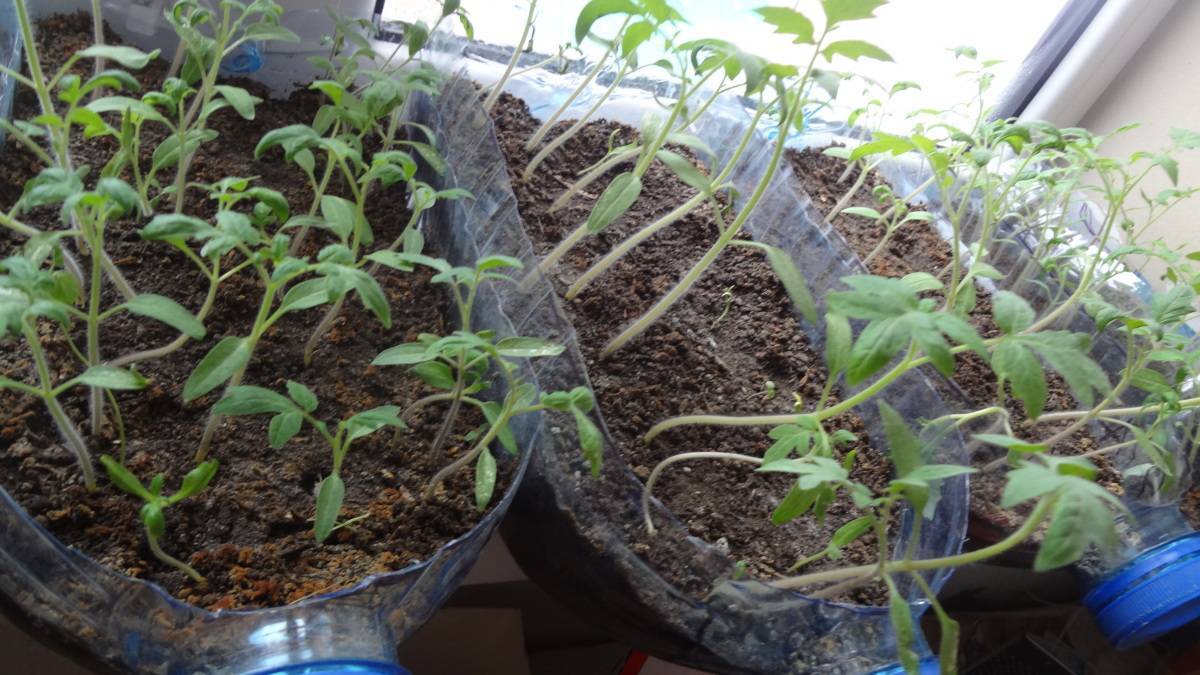 Как пикировать помидоры - лучшие способы пикировки в домашних условиях с подробными инструкциями от садовников
как пикировать помидоры - лучшие способы пикировки в домашних условиях с подробными инструкциями от садовников