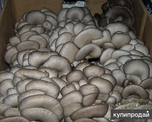 Как заморозить грибы вешенки сырыми, вареными, жареными в домашних условиях