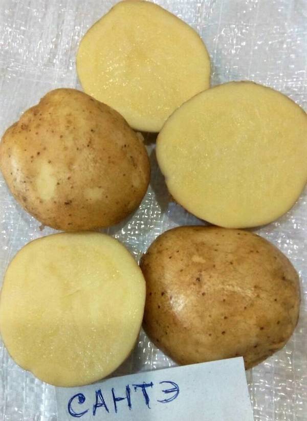 Сорт картофеля санте (санта) – описание и фото