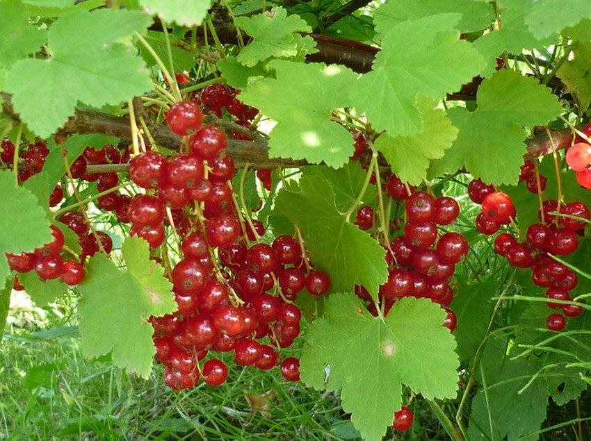 Поздний крупноплодный сорт красной смородины мармеладница: описание, агротехника, уход, фото