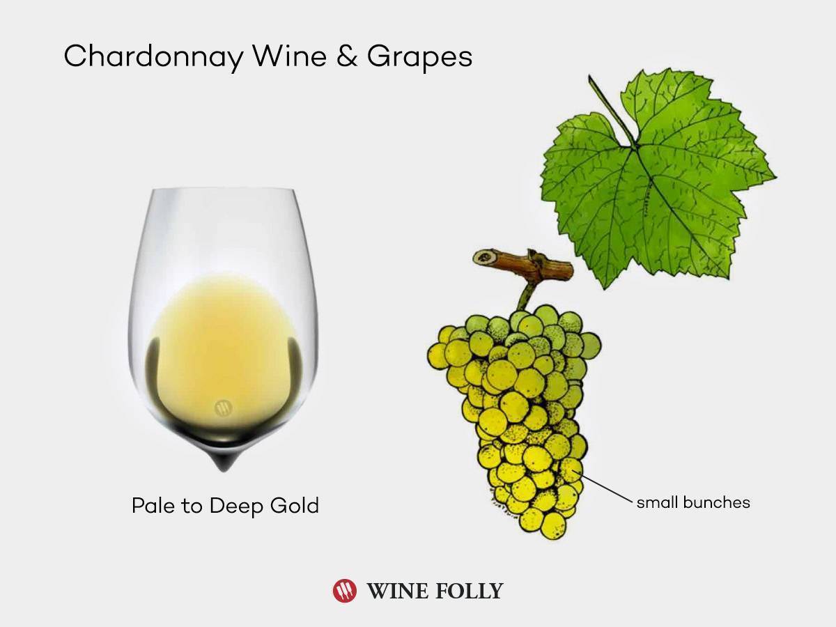 Вино шардоне: что это белое сухое chardonnay - описание сорта