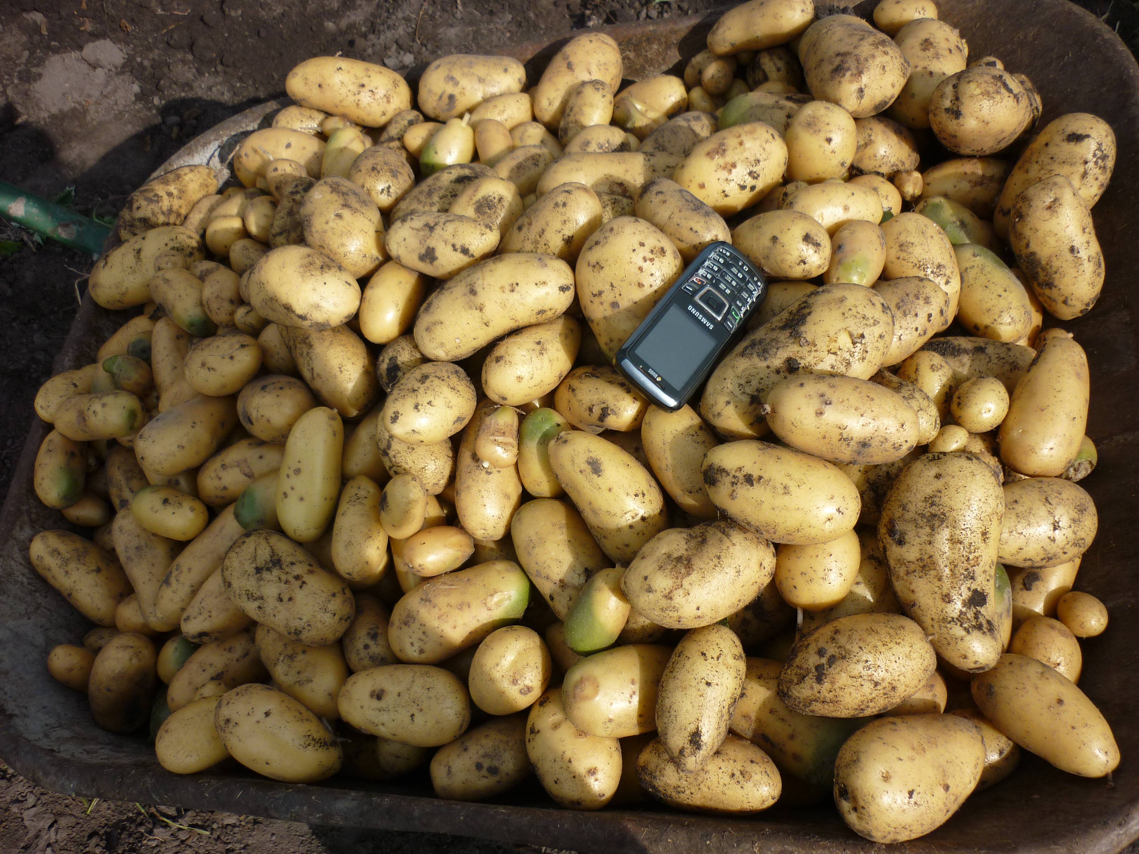 Сорт картофеля королева анна: характеристика и описание картошки, пошаговая инструкция по выращиванию и схема посадки, а также фото клубней