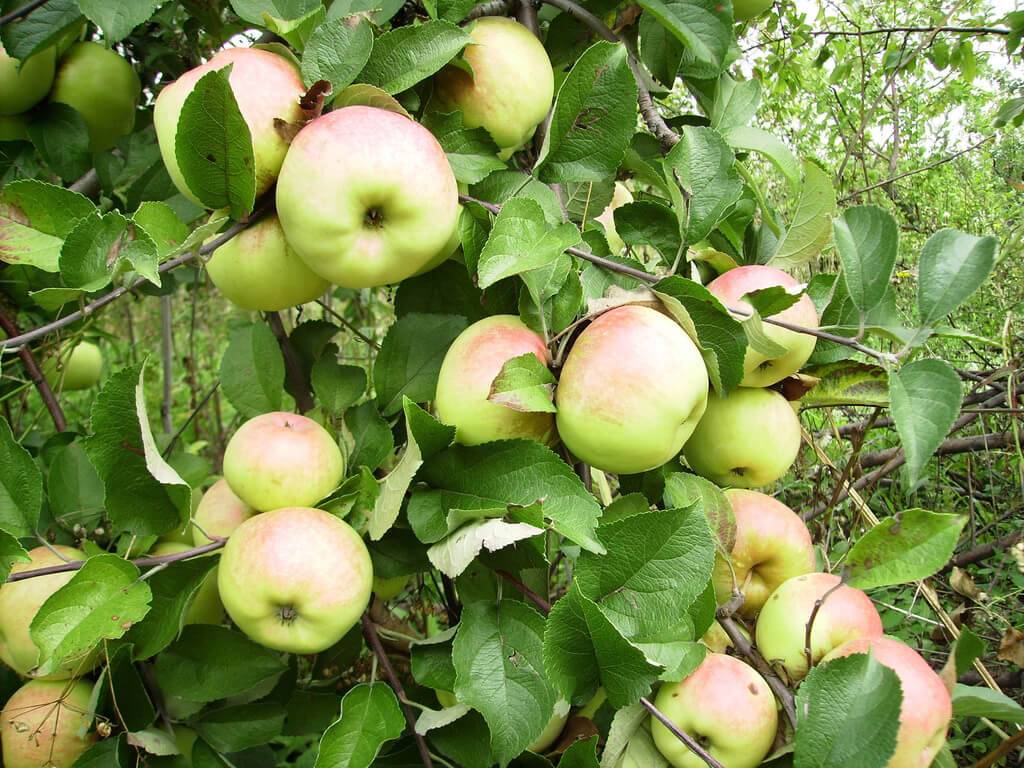 Как посадить яблоню и ухаживать за ней, чтобы она плодоносила много лет: советы и рекомендации (фото & видео) +отзывы
