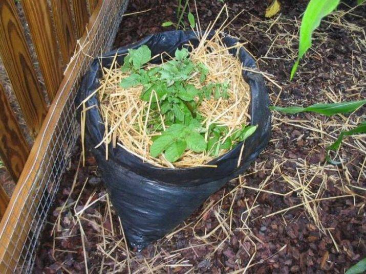 Особенности, преимущества и недостатки выращивания картофеля в мешках