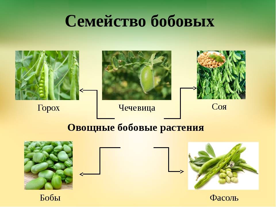 Описание сортов посевного гороха и выращивание, к какому семейству относится