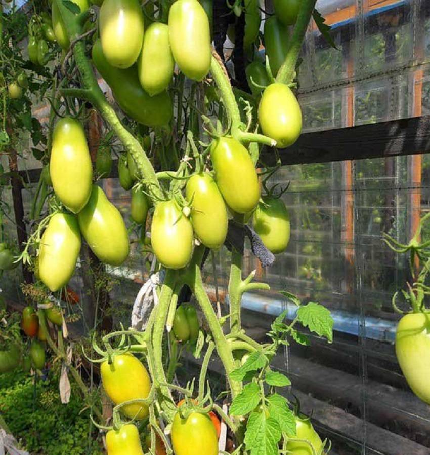 Описание сорта томата московский деликатес, особенности выращивания и ухода
