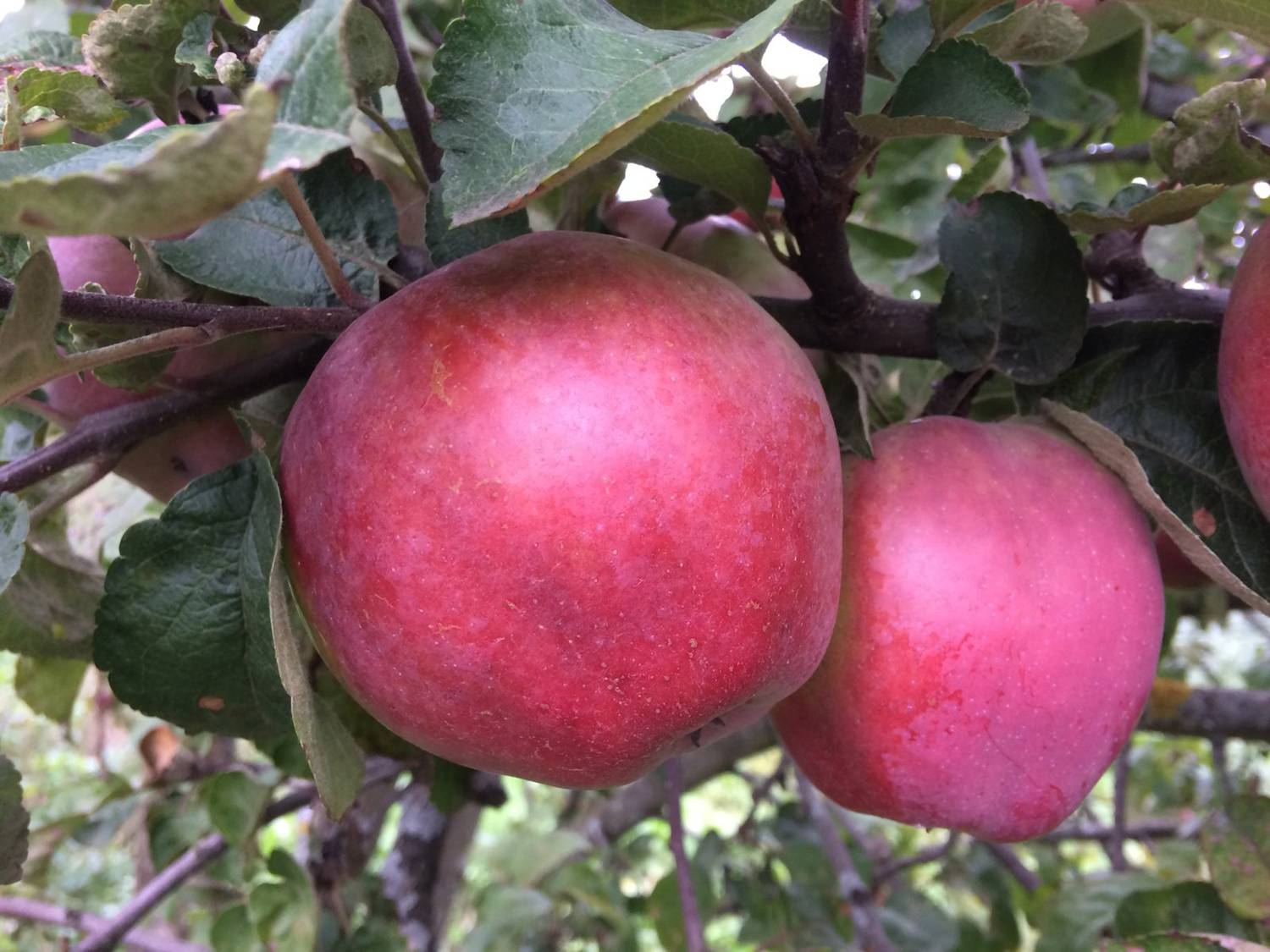 Описание сорта яблони подарок графскому: фото яблок, важные характеристики, урожайность с дерева