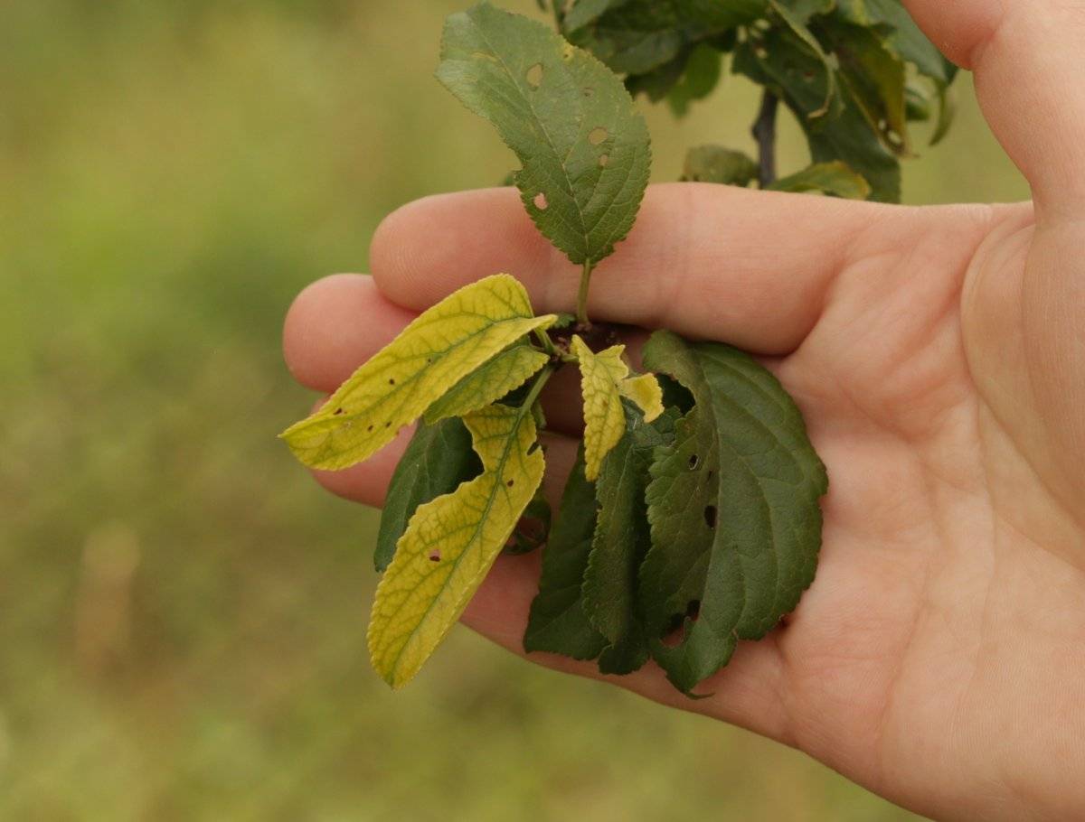 Причины, почему у яблони желтеют листья, что делать и чем лечить