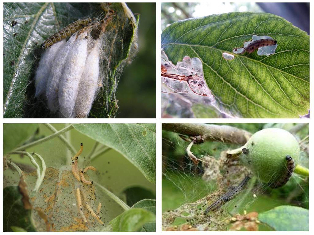 Виды клещей, паразитирующих на яблонях – как бороться с паутинным клещом на яблоне – меры борьбы и профилактика заражения