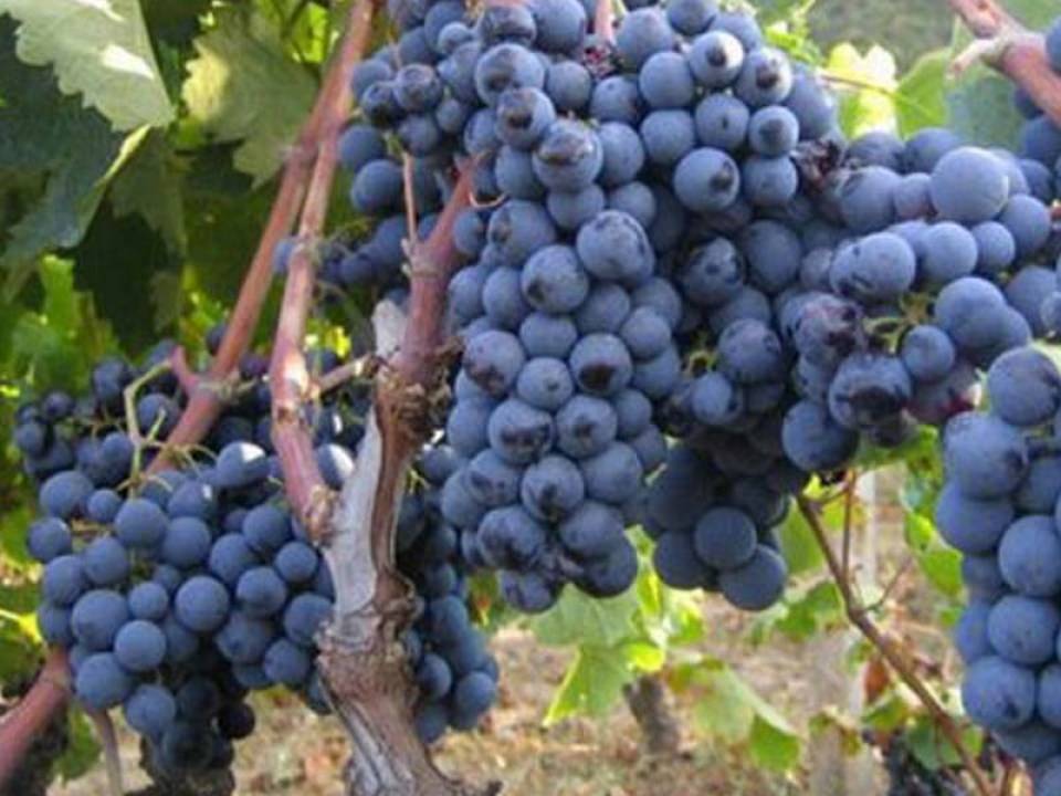 Красностоп: золотовский, анапский - вино и сорт винограда, описание