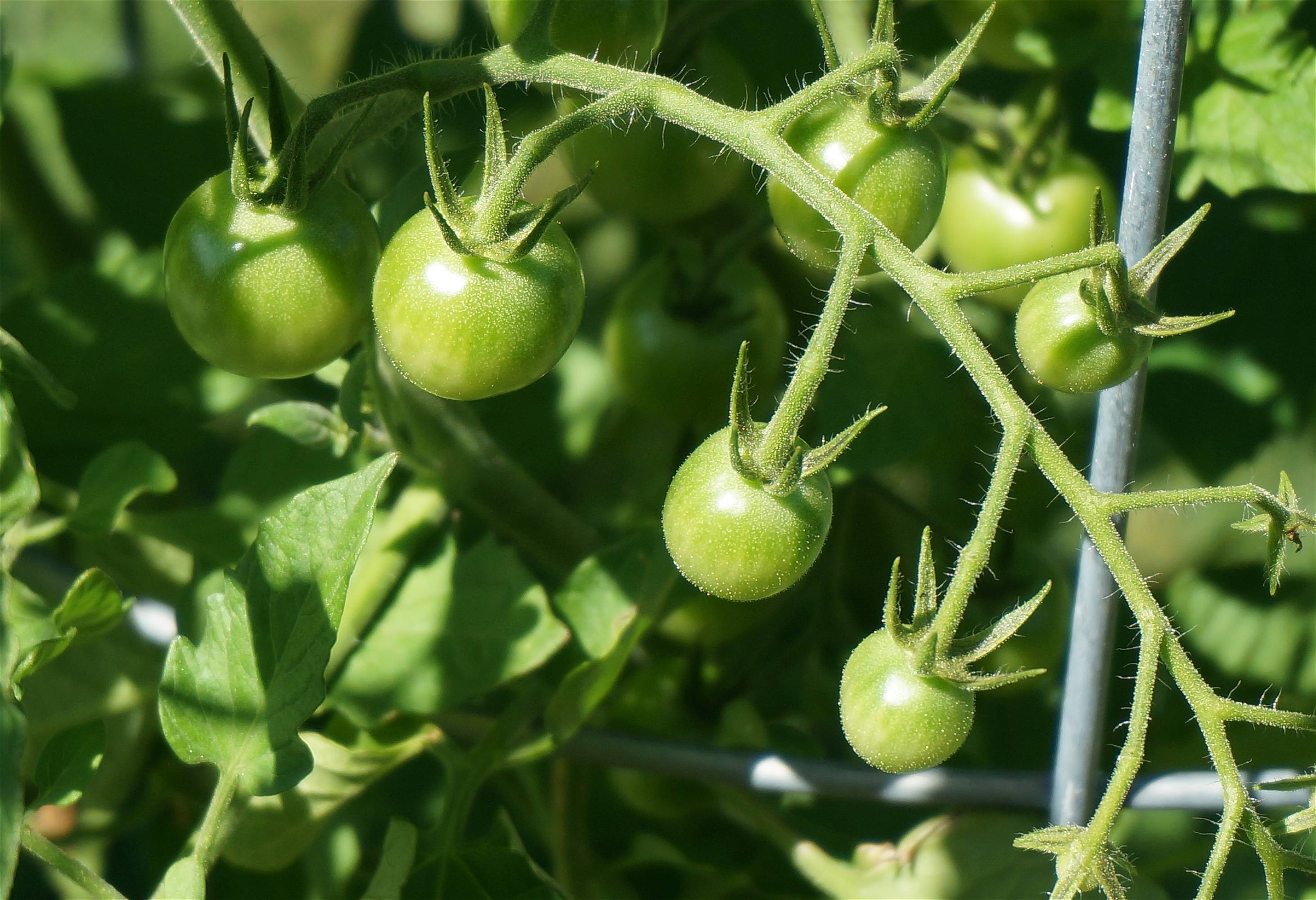 Как вырастить гибрид томата «барбарис» на своем участке и какими положительными качествами он обладает