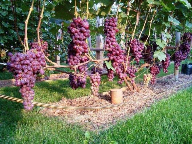 Сорт винограда памяти учителя: фото, отзывы, описание, характеристики.