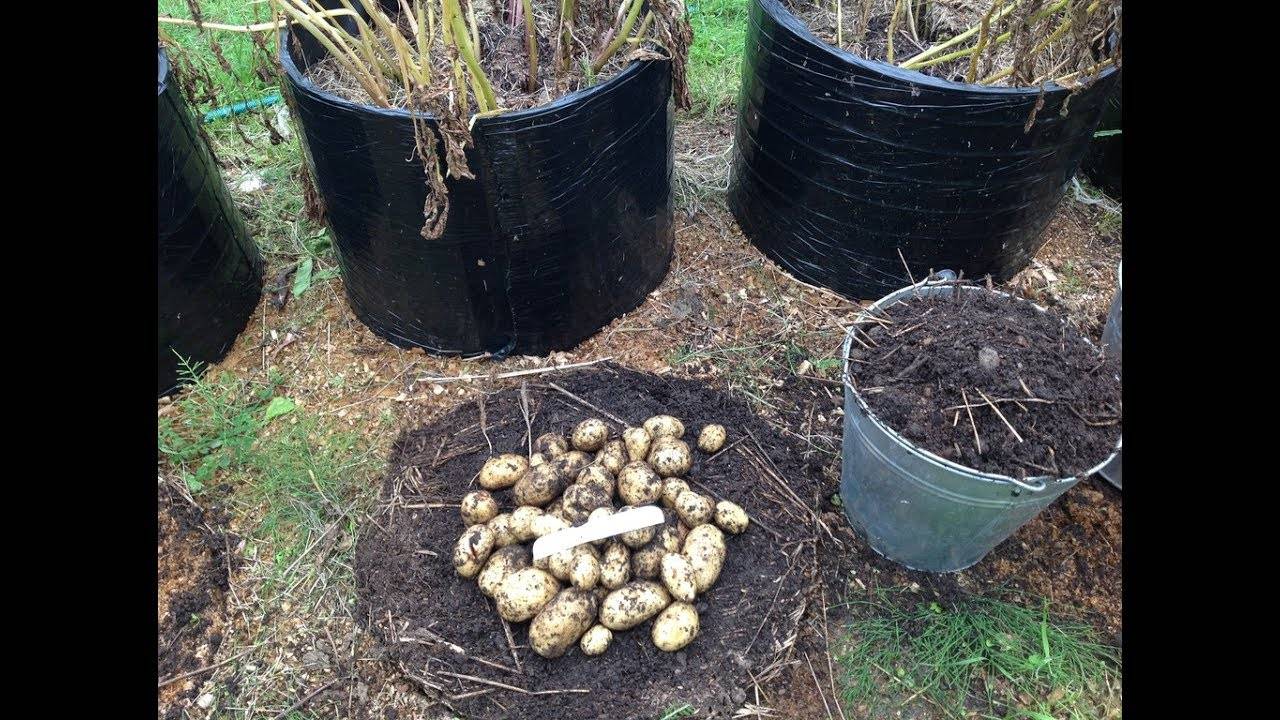 Выращивание картофеля в мешках: пошаговая технология (видео)